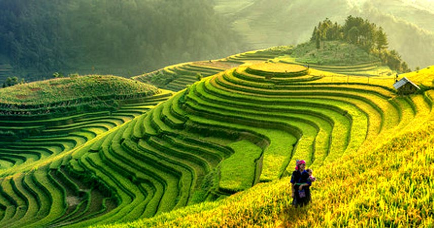 Foto de un bonito paisaje de campos cultivados en Vietnam
