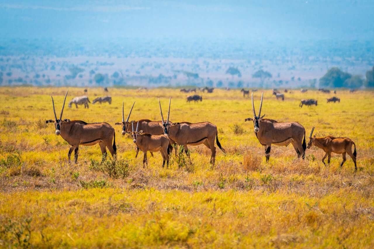 Foto en kenia de antílopes